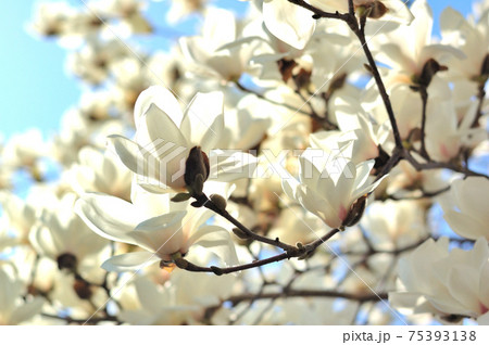 ハクモクレンの花 ハクモクレンの花 75393138