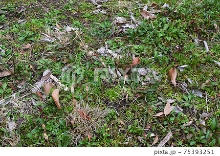 土手のつくし 土手のつくし 75393251