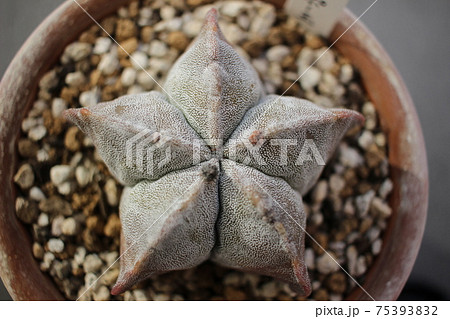 サボテン　ランポー玉　アストロフィツム 75393832