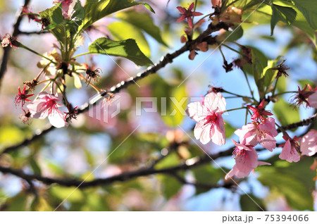 若葉に変わる桜の花 若葉に変わる桜の花 75394066