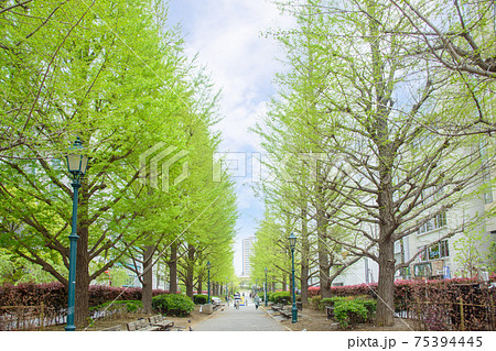 公園の風景　新緑が爽やかな浜町公園の銀杏並木　東京都中央区 75394445