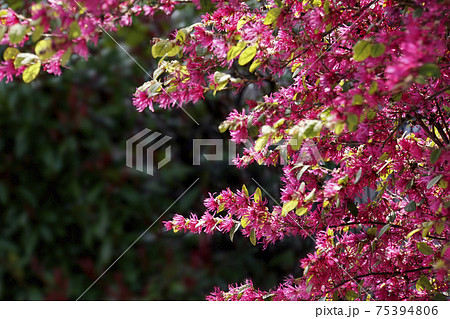 春の日差しの紅色のマンサクの花の写真素材