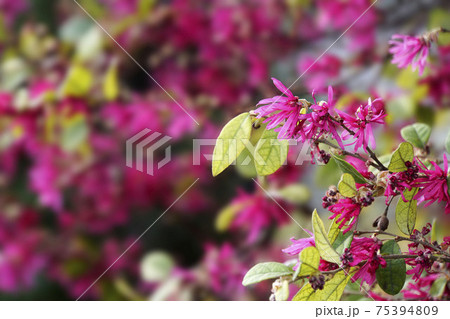 春の日差しの紅色のマンサクの花 春の日差しの紅色のマンサクの花 75394809