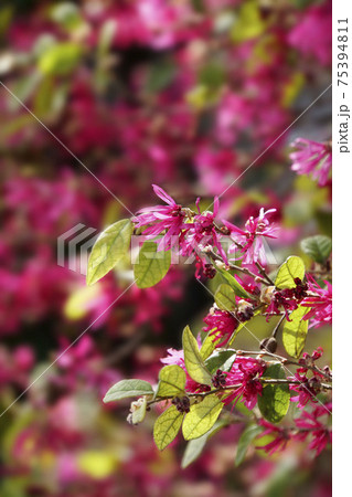 春の日差しの紅色のマンサクの花の写真素材