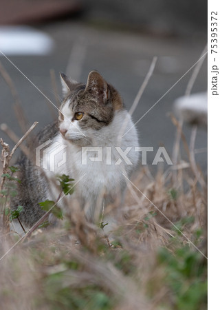 くつろぐ猫ちゃん くつろぐ猫ちゃん 75395372