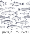 Seamless fish background, patterm of tuna, trout, mackerel and other commercial fish and seafood wallpaper, vector 75395710