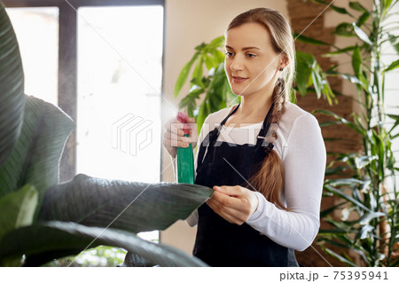 An attentive female florist enjoys taking care of indoor plants in the home office or work room. 75395941