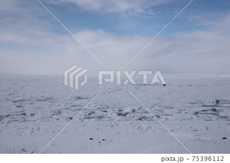 北海道 斜里 オホーツク海の流氷と流氷ウォーク 北海道 斜里 オホーツク海の流氷と流氷ウォーク 75396112