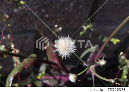 白いふわふわの花の写真素材