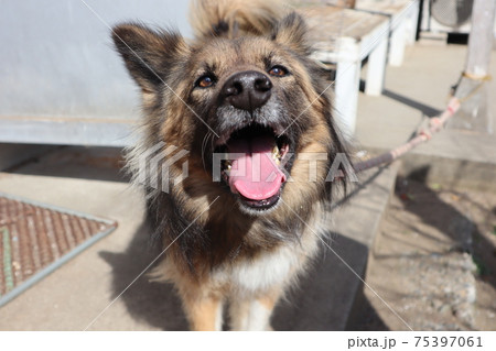 笑っている犬の写真素材