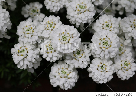 春の白い花 丸い花の写真素材