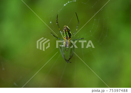 昆虫 虫 蟲 75397488