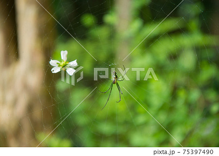 昆虫 虫 蟲 75397490