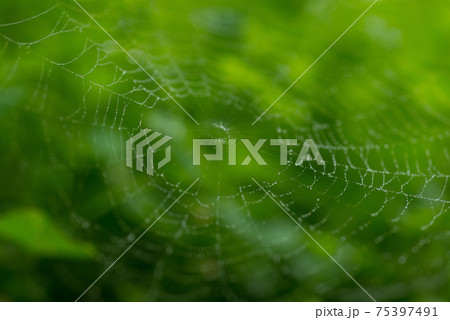 蜘蛛の巣 くものす クモの巣の写真素材