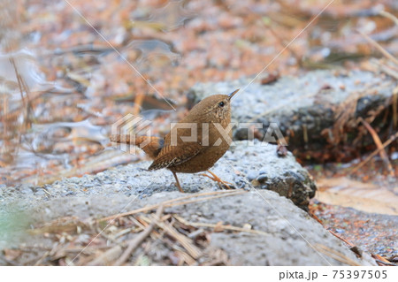 みそさざい　ミソサザイ　1羽 75397505