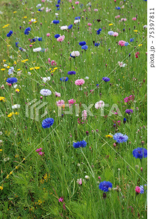 Field of flowers 75397811