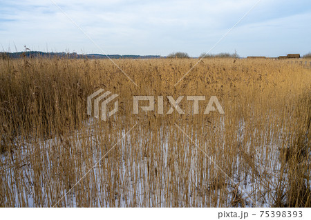 Tall grass in a marshy wetland. Ice and snow. Picture from Lund, Sweden Tall grass in a marshy wetland. Ice and snow. Picture from Lund, Sweden 75398393