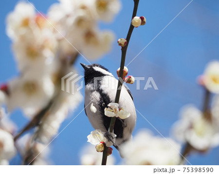 シジュウカラと梅の写真素材 [75398590] - PIXTA