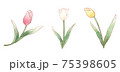 優しい色あいのチューリップ 75398605