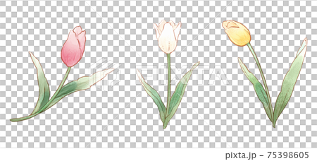 Tulips with a gentle color 75398605