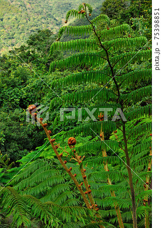 緑 緑色 グリーン 75398851