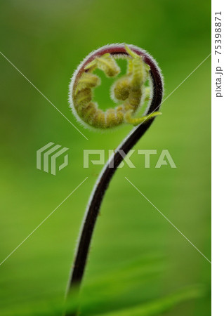 花 フラワー お花 75398871