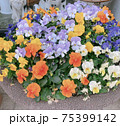 パンジー 75399142