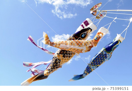 青空ではためく鯉のぼり 青空ではためく鯉のぼり 75399151