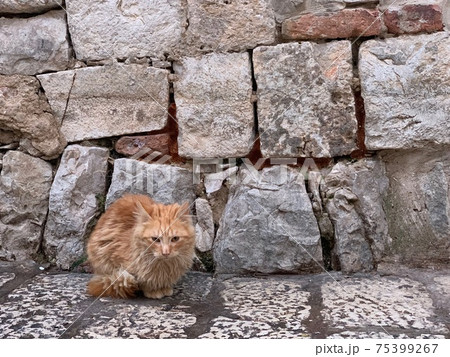 ginger long hair cat in dubrovnik 75399267