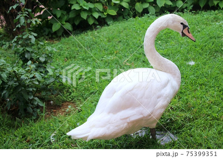鳥 白鳥 注ぎ口 75399351