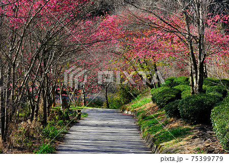 台湾 桜 さくら 75399779