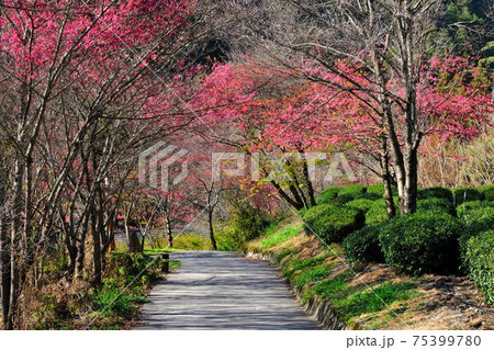 台湾 桜 さくら 75399780