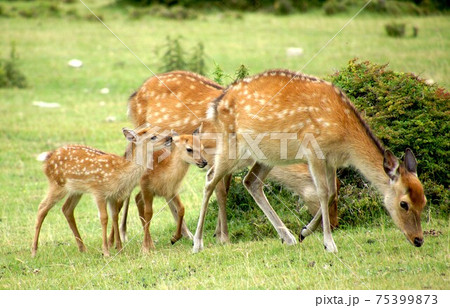 ニホンジカの親子 75399873