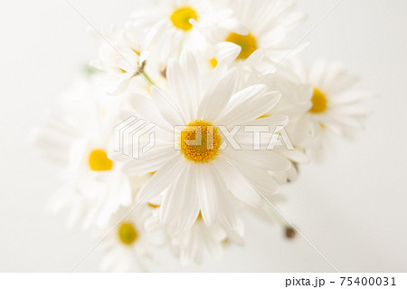 マーガレットの花束 75400031