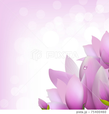 Magnolia With Bokeh Magnolia With Bokeh 75400460
