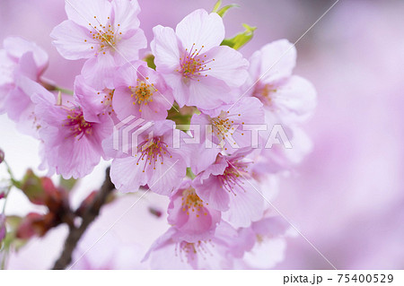 桜のアップ 桜のアップ 75400529