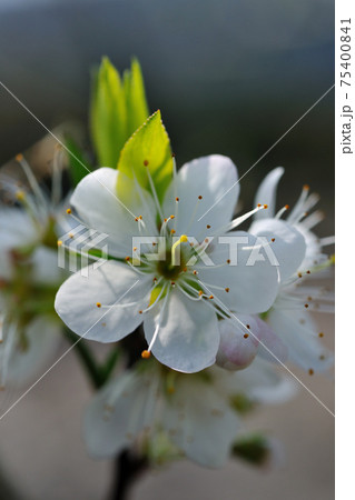 花 フラワー お花 75400841