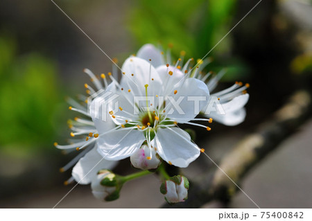 花 フラワー お花 75400842