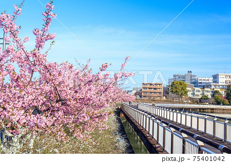 大府市 二ツ池公園の河津桜とユキヤナギ 大府市 二ツ池公園の河津桜とユキヤナギ 75401042