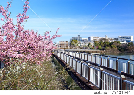 大府市　二ツ池公園の河津桜とユキヤナギ 75401044