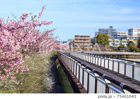 大府市　二ツ池公園の河津桜とユキヤナギ 75401045