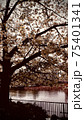 桜 75401341