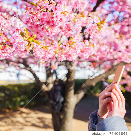 花見 スマホ 撮影 【ウィズコロナのニューノーマル】 花見 スマホ 撮影 【ウィズコロナのニューノーマル】 75401841