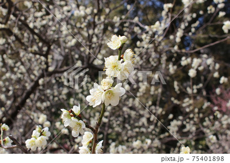 白梅(縮景園内) 白梅(縮景園内) 75401898