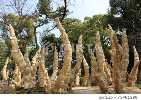 ソテツのコモ巻き（縮景園内） 75401899