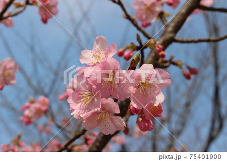 河津桜（縮景園内） 75401900