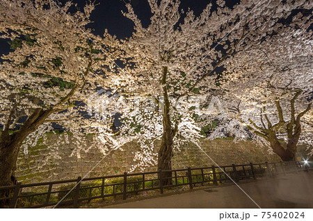Spring cherry blossom viewing, hanami. Kanazawa, Japan. Spring cherry blossom viewing, hanami. Kanazawa, Japan. 75402024