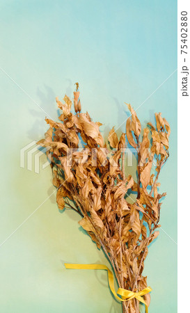 A bouquet of dried hibiscus branches, with yellow-brown flower buds and leaves, on a blue green background. With vertical orientation. 75402880