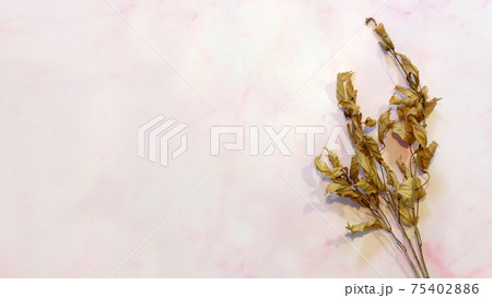 Dried branches of hibiscus plant with leaves and small flower buds. On a pink surface, top view, with copy space on the right. 75402886
