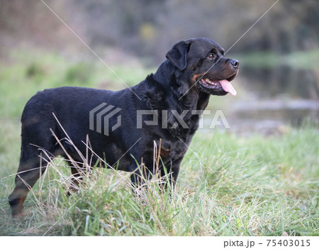 rottweiler in nature rottweiler in nature 75403015